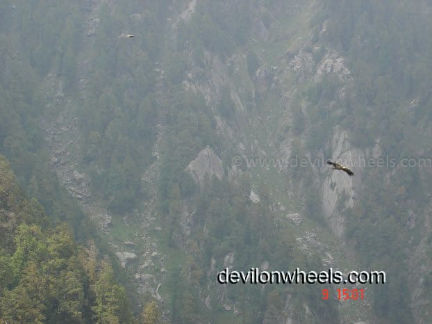Eagle at Triund